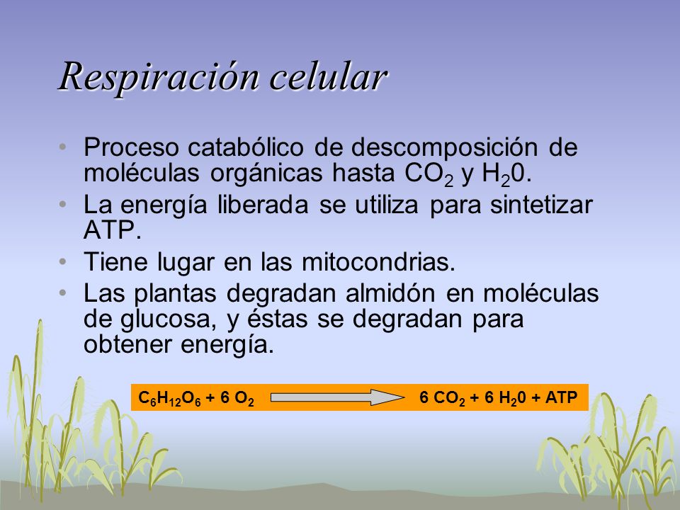 Respiración celular Proceso catabólico de descomposición de moléculas orgánicas hasta CO2 y H20. La energía liberada se utiliza para sintetizar ATP.