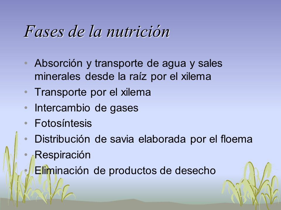 Fases de la nutrición Absorción y transporte de agua y sales minerales desde la raíz por el xilema.