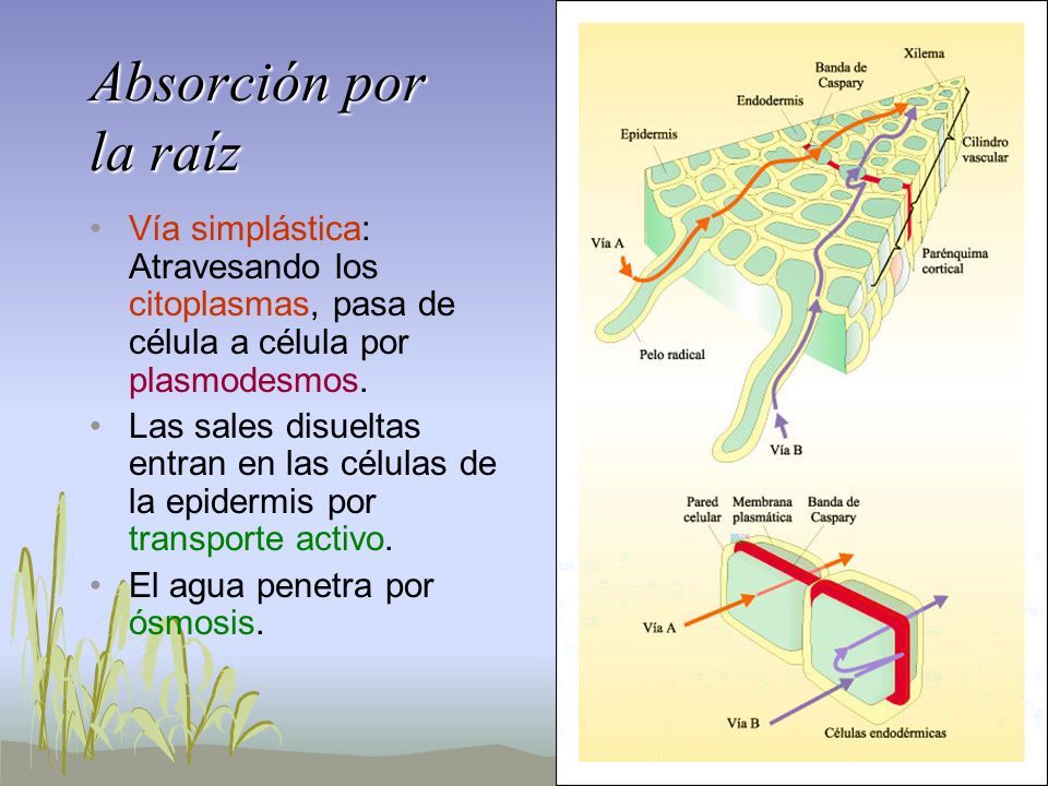 Absorción por la raíz Vía simplástica: Atravesando los citoplasmas, pasa de célula a célula por plasmodesmos.