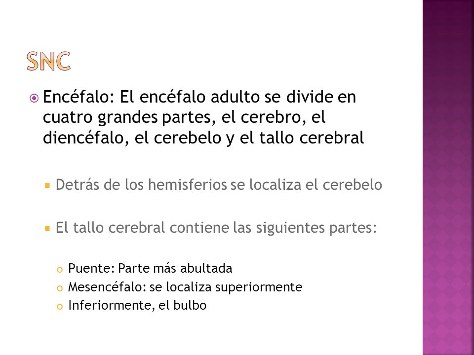 SNC Encéfalo: El encéfalo adulto se divide en cuatro grandes partes, el cerebro, el diencéfalo, el cerebelo y el tallo cerebral.