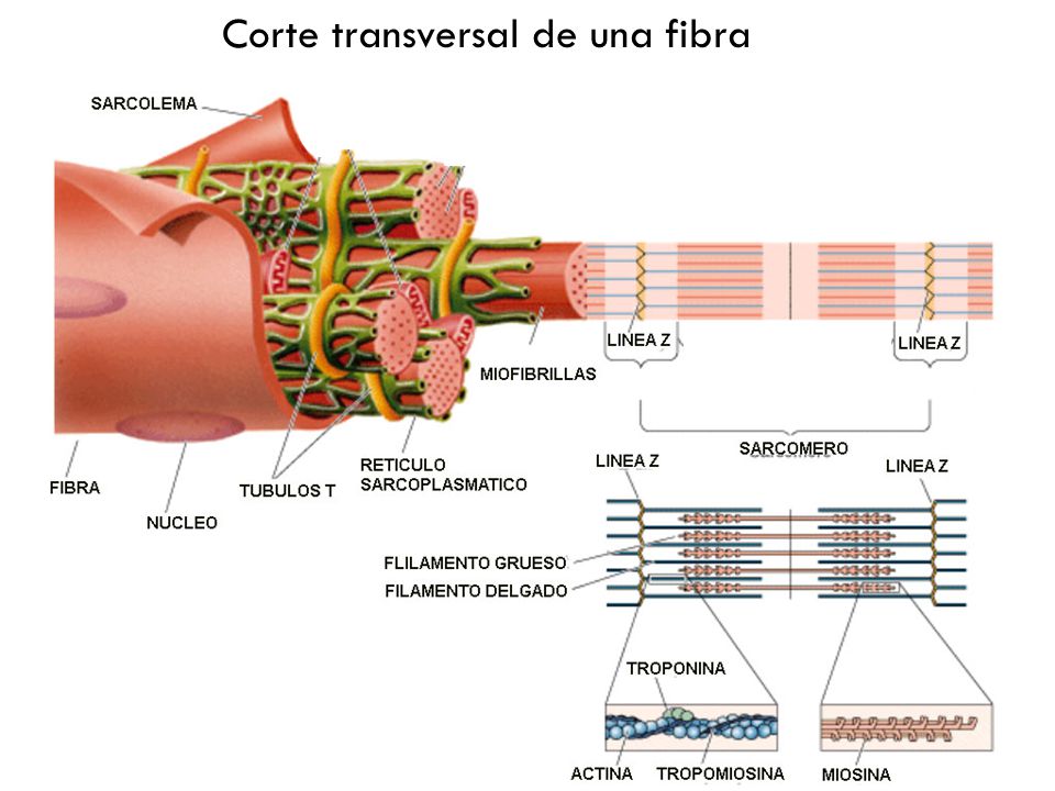 Corte transversal de una fibra