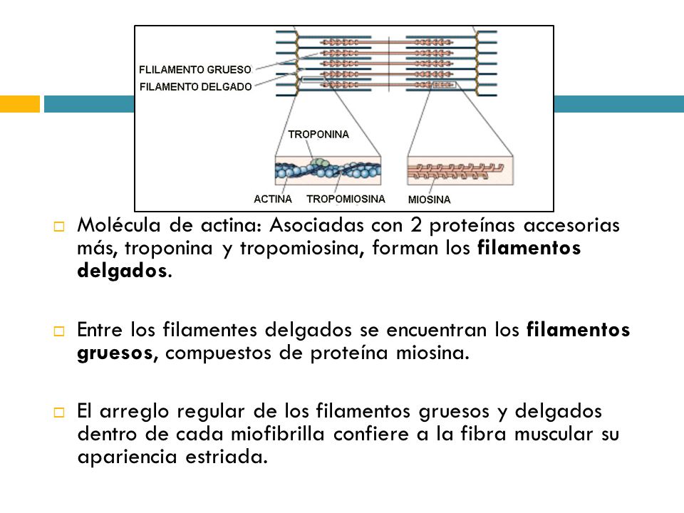 Molécula de actina: Asociadas con 2 proteínas accesorias más, troponina y tropomiosina, forman los filamentos delgados.