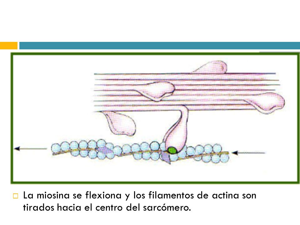 La miosina se flexiona y los filamentos de actina son tirados hacia el centro del sarcómero.