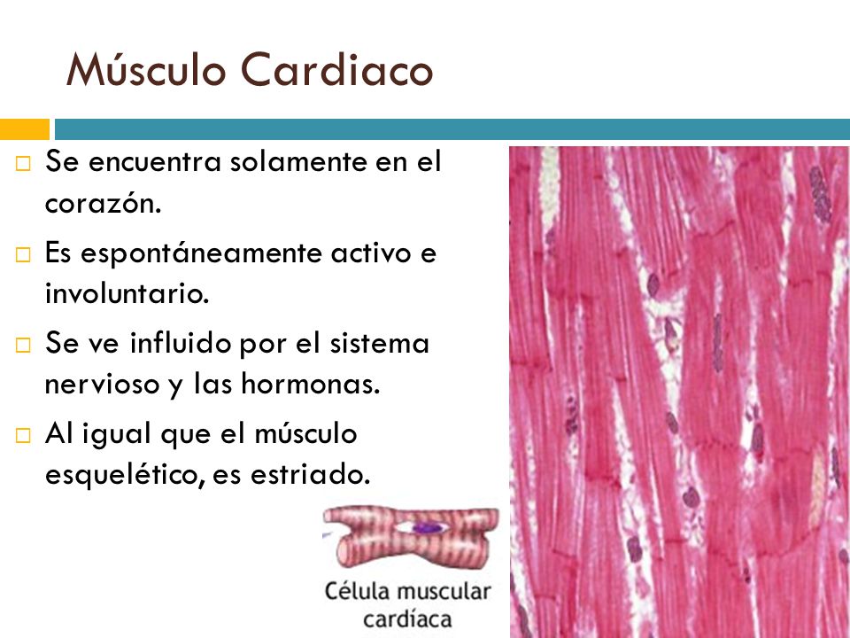 Músculo Cardiaco Se encuentra solamente en el corazón.