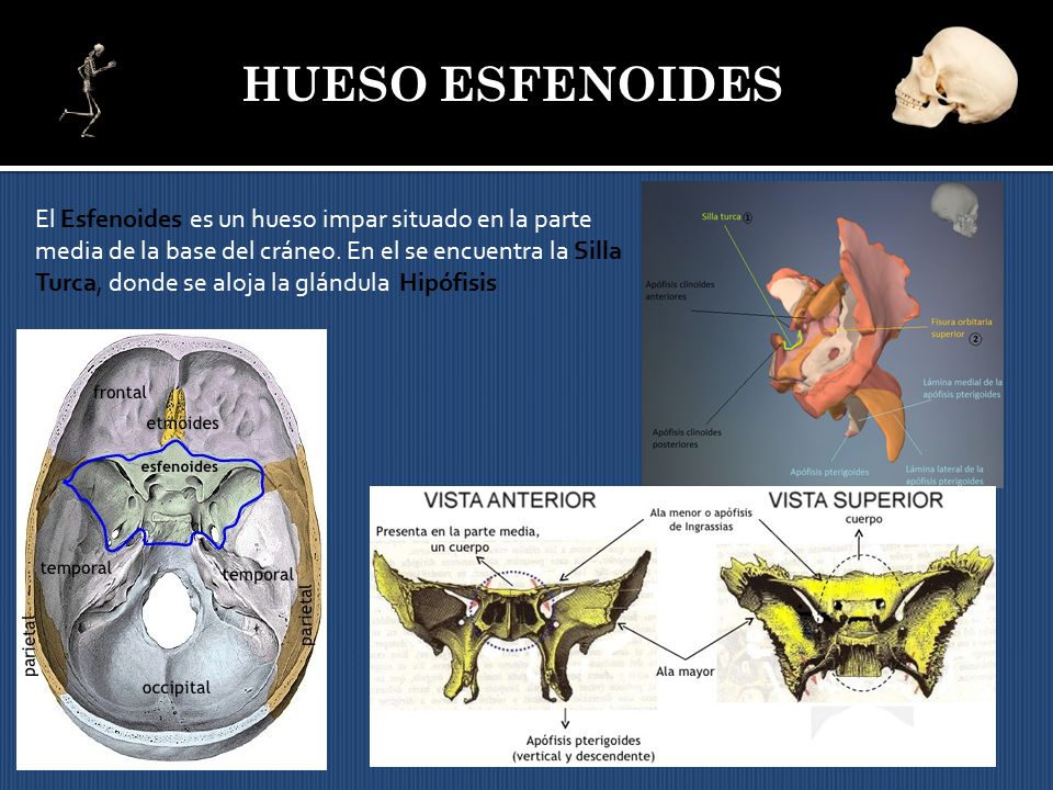 HUESO ESFENOIDES El Esfenoides es un hueso impar situado en la parte
