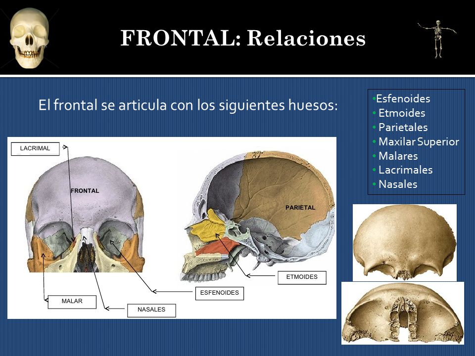 FRONTAL: Relaciones El frontal se articula c0n los siguientes huesos: