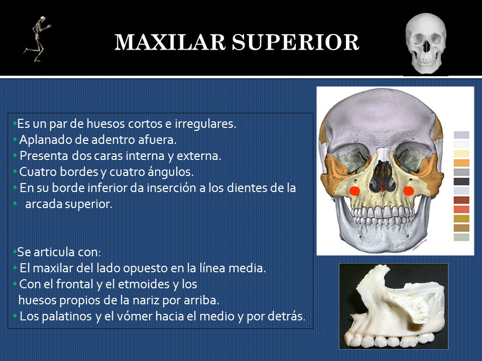 MAXILAR SUPERIOR Es un par de huesos cortos e irregulares.