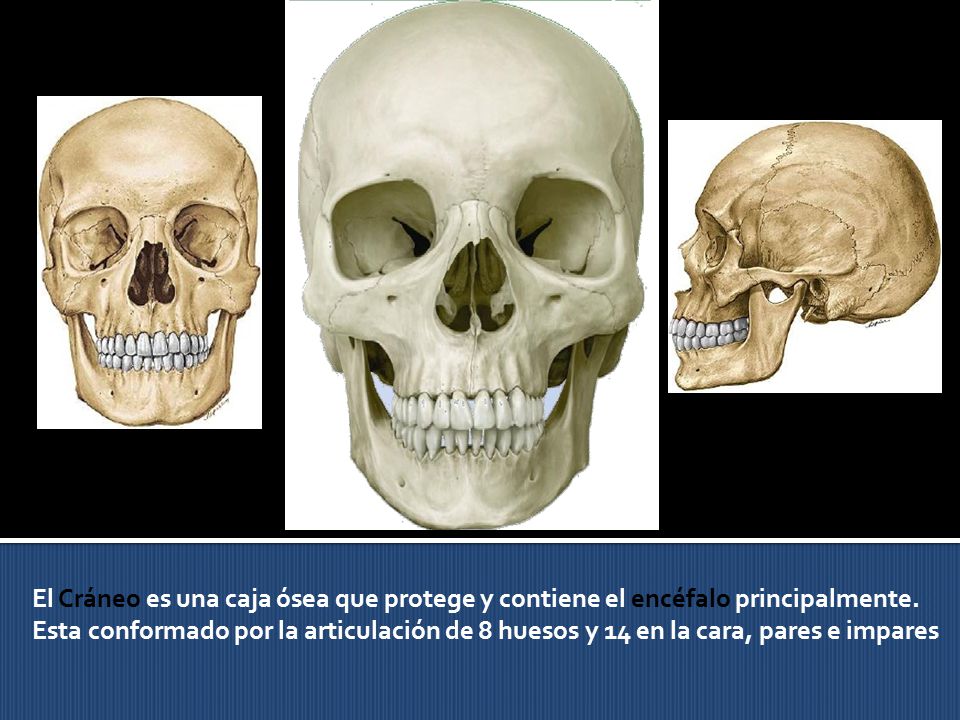 El Cráneo es una caja ósea que protege y contiene el encéfalo principalmente.
