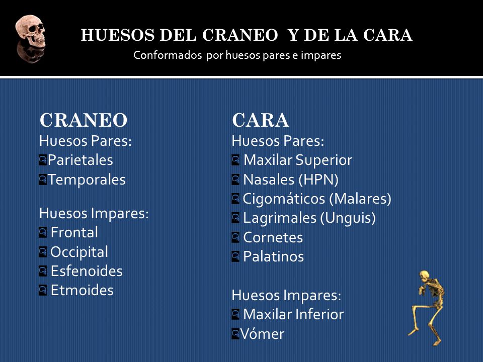 CRANEO CARA HUESOS DEL CRANEO Y DE LA CARA Huesos Pares: Parietales