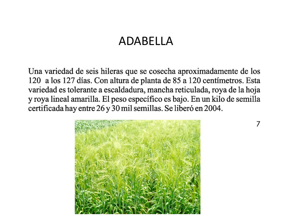 ADABELLA