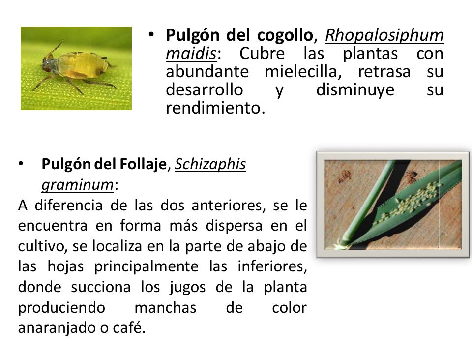 Pulgón del cogollo, Rhopalosiphum maidis: Cubre las plantas con abundante mielecilla, retrasa su desarrollo y disminuye su rendimiento.