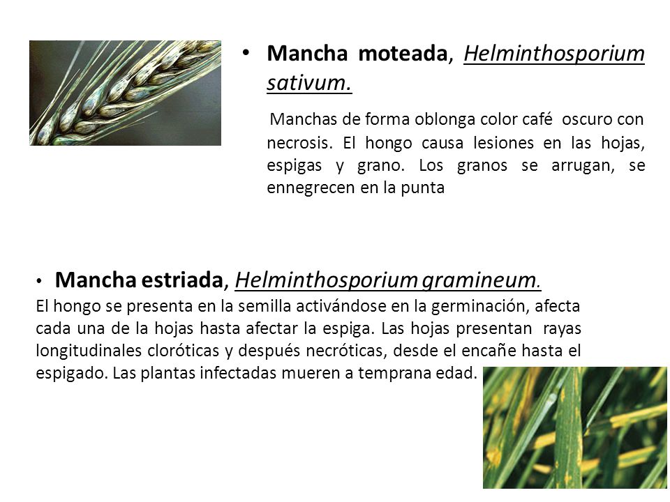 helminthosporium gramineum cebada negi plate plantare