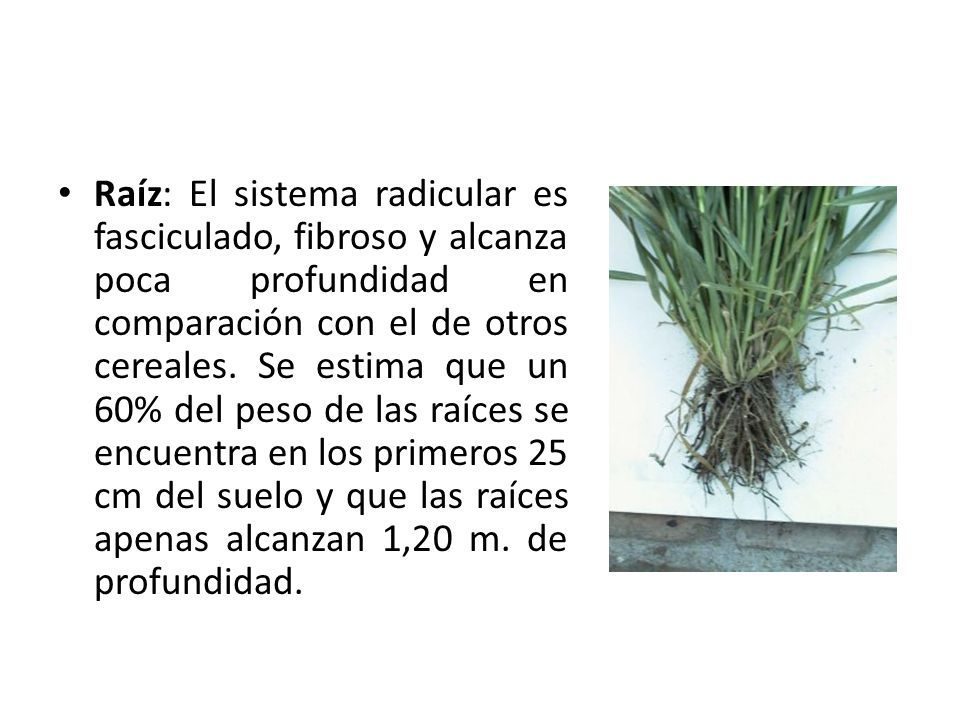 Raíz: El sistema radicular es fasciculado, fibroso y alcanza poca profundidad en comparación con el de otros cereales.