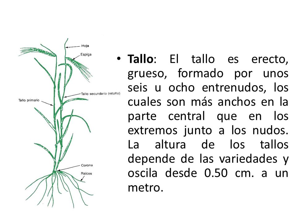 Tallo: El tallo es erecto, grueso, formado por unos seis u ocho entrenudos, los cuales son más anchos en la parte central que en los extremos junto a los nudos.