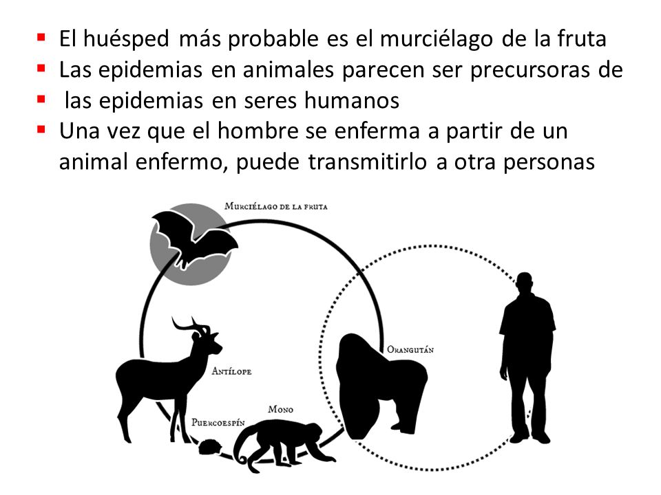 El huésped más probable es el murciélago de la fruta
