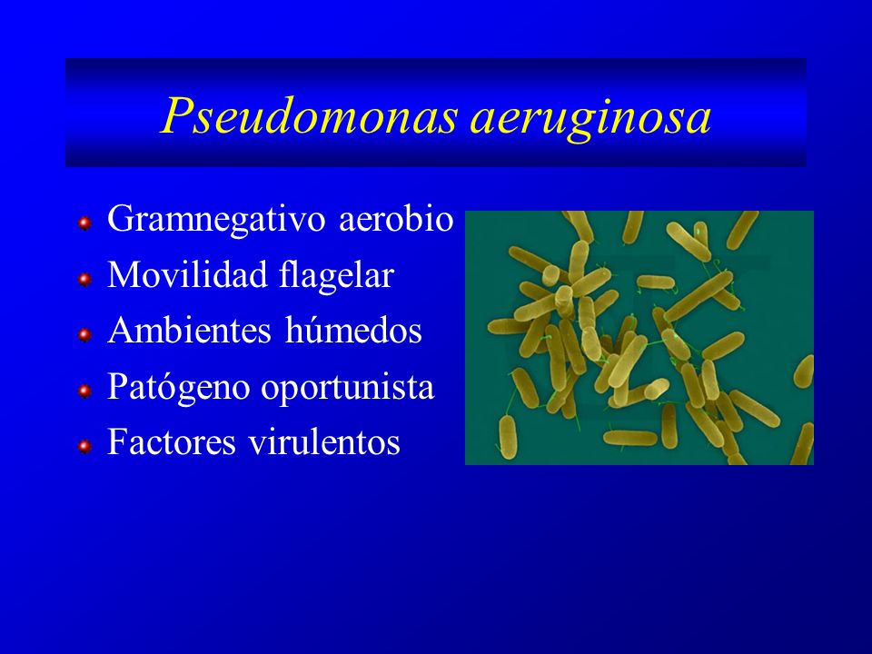 Pseudomonas aeruginosa