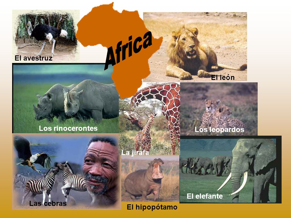 Africa El avestruz El león Los rinocerontes Los leopardos La jirafa