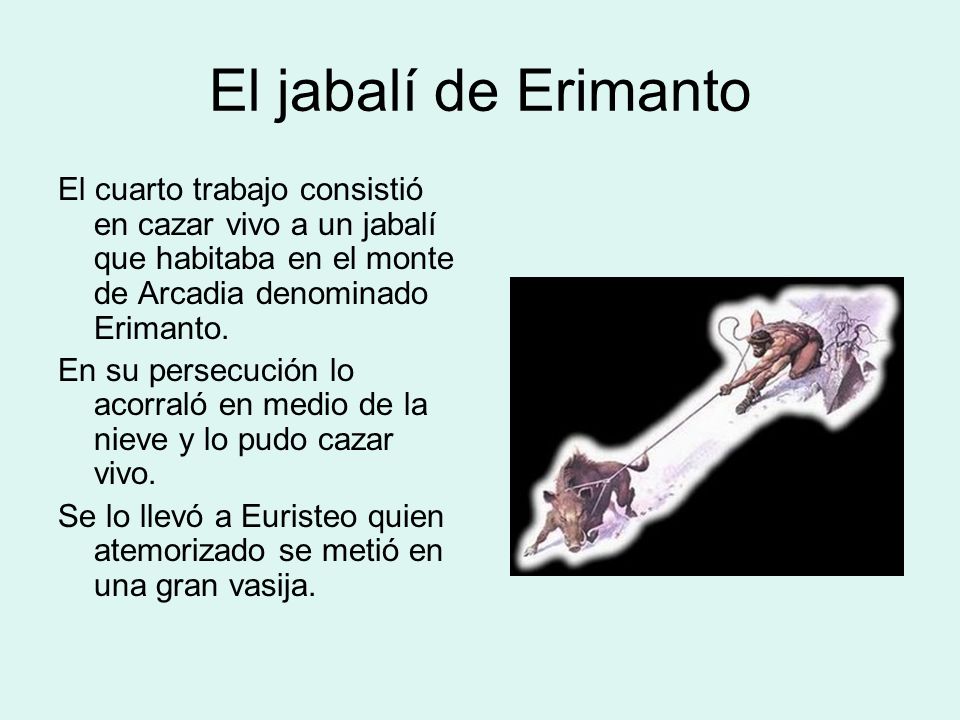 El jabalí de Erimanto El cuarto trabajo consistió en cazar vivo a un jabalí que habitaba en el monte de Arcadia denominado Erimanto.
