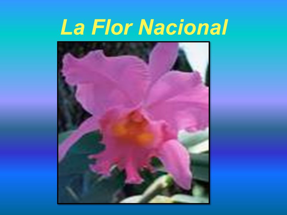 La Flor Nacional