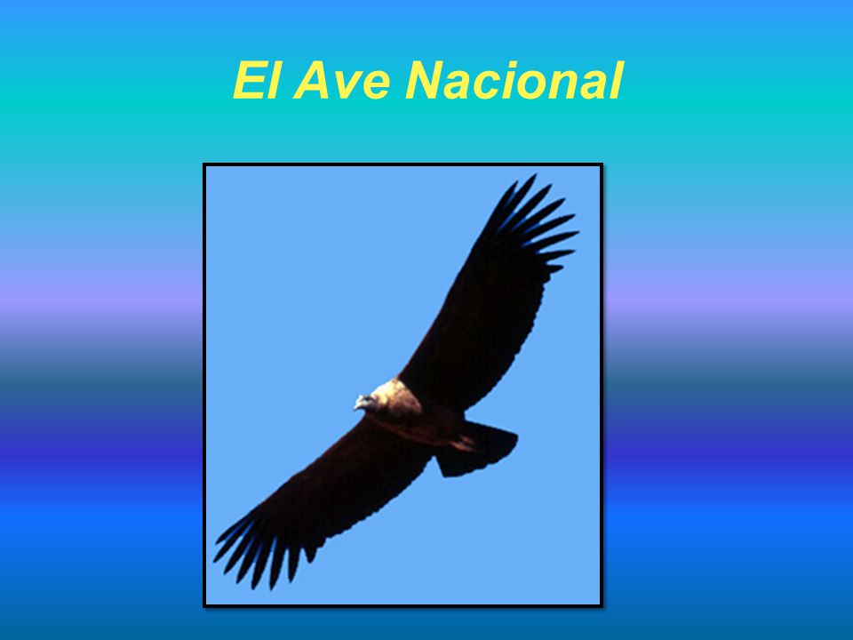 El Ave Nacional