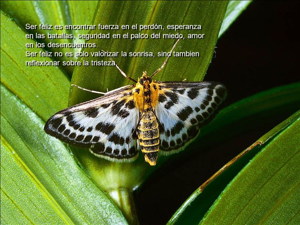 Ser feliz es encontrar fuerza en el perdón, esperanza en las batallas, seguridad en el palco del miedo, amor en los desencuentros.