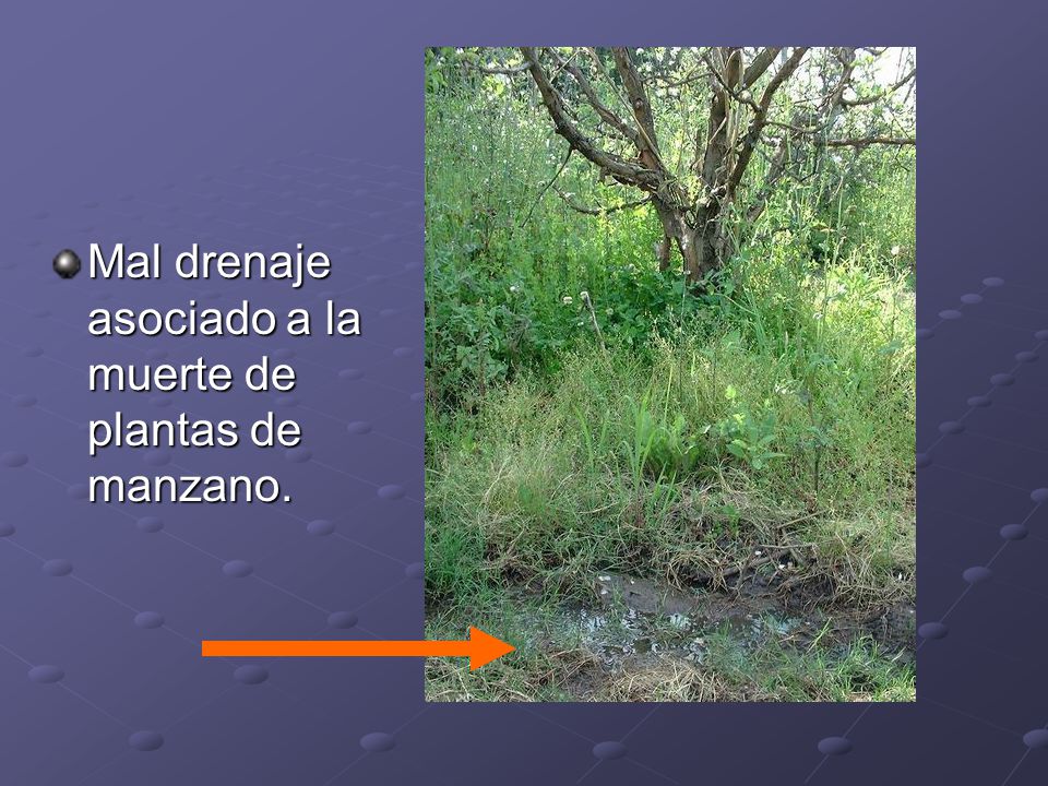 Mal drenaje asociado a la muerte de plantas de manzano.