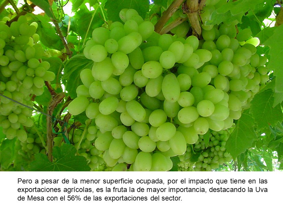 Pero a pesar de la menor superficie ocupada, por el impacto que tiene en las exportaciones agrícolas, es la fruta la de mayor importancia, destacando la Uva de Mesa con el 56% de las exportaciones del sector.