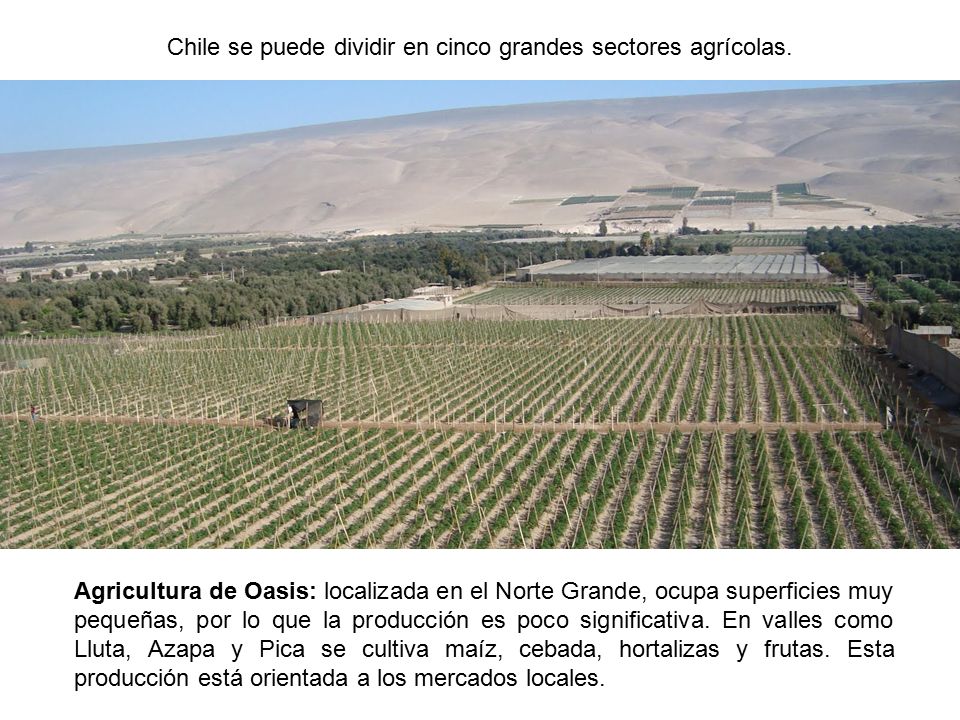 Chile se puede dividir en cinco grandes sectores agrícolas.