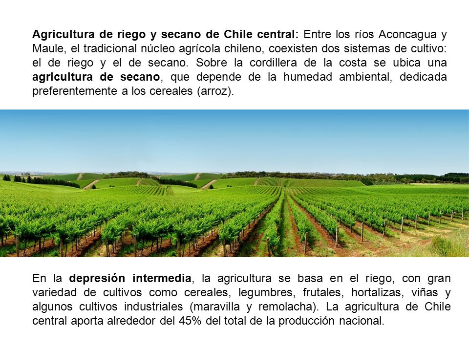 Agricultura de riego y secano de Chile central: Entre los ríos Aconcagua y Maule, el tradicional núcleo agrícola chileno, coexisten dos sistemas de cultivo: el de riego y el de secano. Sobre la cordillera de la costa se ubica una agricultura de secano, que depende de la humedad ambiental, dedicada preferentemente a los cereales (arroz).