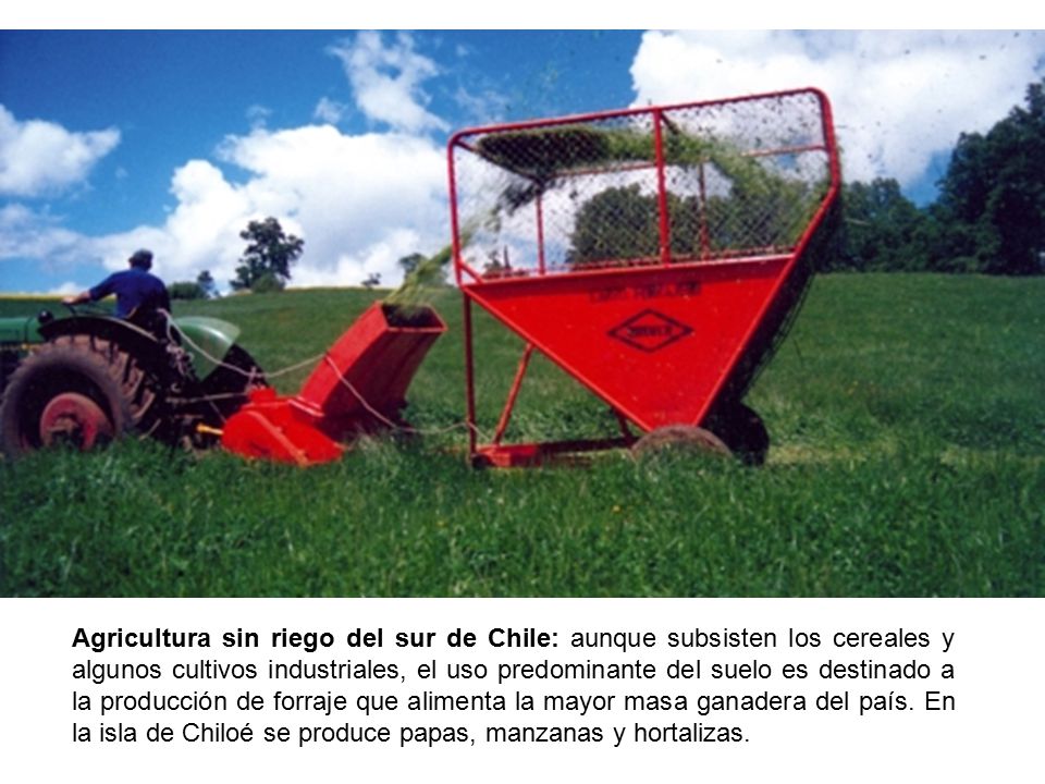 Agricultura sin riego del sur de Chile: aunque subsisten los cereales y algunos cultivos industriales, el uso predominante del suelo es destinado a la producción de forraje que alimenta la mayor masa ganadera del país.