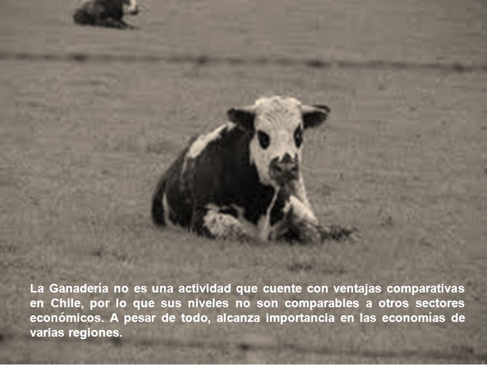 La Ganadería no es una actividad que cuente con ventajas comparativas en Chile, por lo que sus niveles no son comparables a otros sectores económicos.