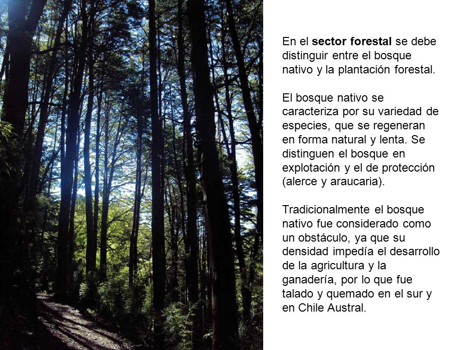 En el sector forestal se debe distinguir entre el bosque nativo y la plantación forestal.