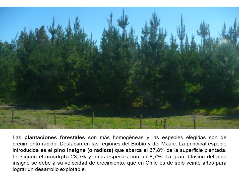 Las plantaciones forestales son más homogéneas y las especies elegidas son de crecimiento rápido.
