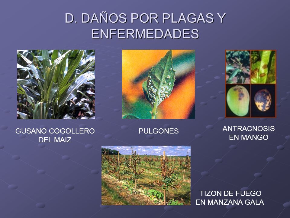 D. DAÑOS POR PLAGAS Y ENFERMEDADES
