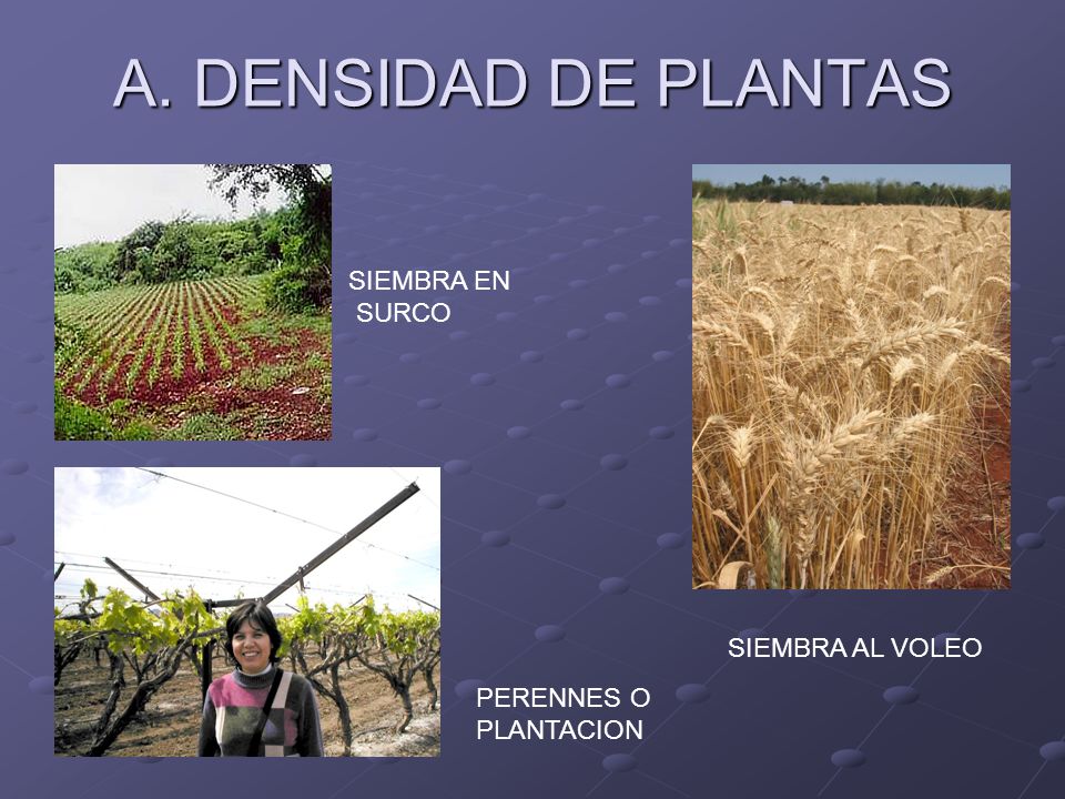 A. DENSIDAD DE PLANTAS SIEMBRA EN SURCO SIEMBRA AL VOLEO PERENNES O