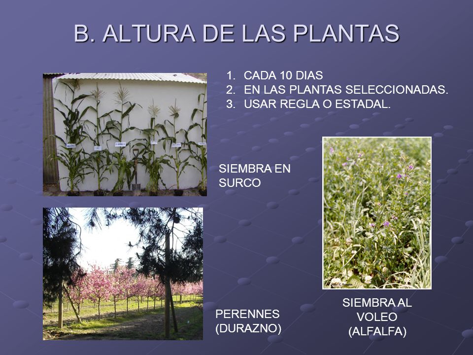 B. ALTURA DE LAS PLANTAS CADA 10 DIAS EN LAS PLANTAS SELECCIONADAS.