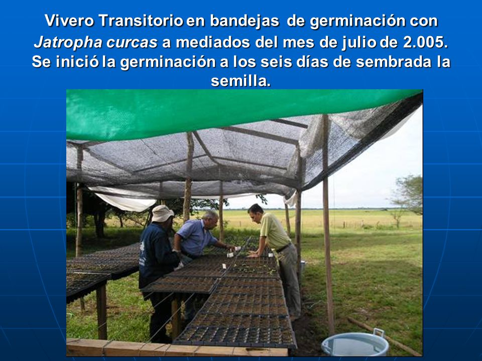 Vivero Transitorio en bandejas de germinación con Jatropha curcas a mediados del mes de julio de