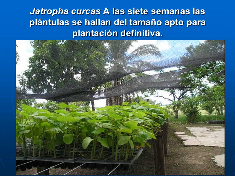 Jatropha curcas A las siete semanas las plántulas se hallan del tamaño apto para plantación definitiva.