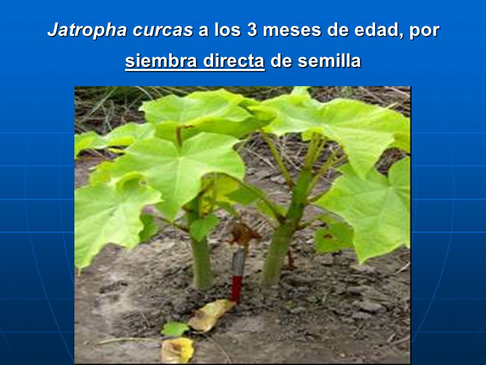Jatropha curcas a los 3 meses de edad, por siembra directa de semilla