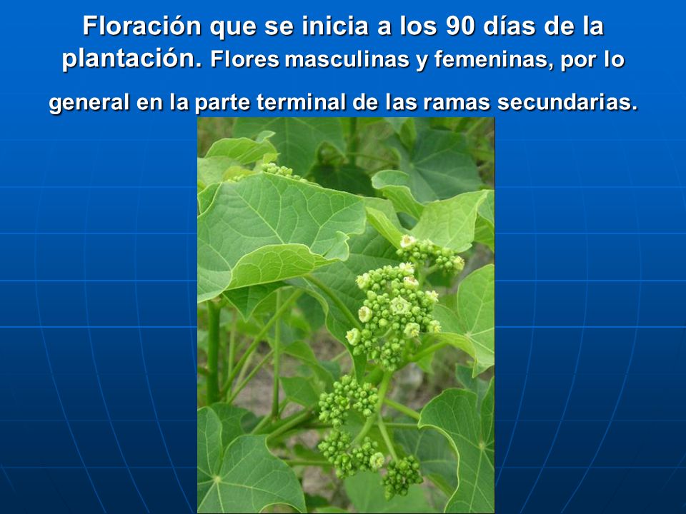 Floración que se inicia a los 90 días de la plantación