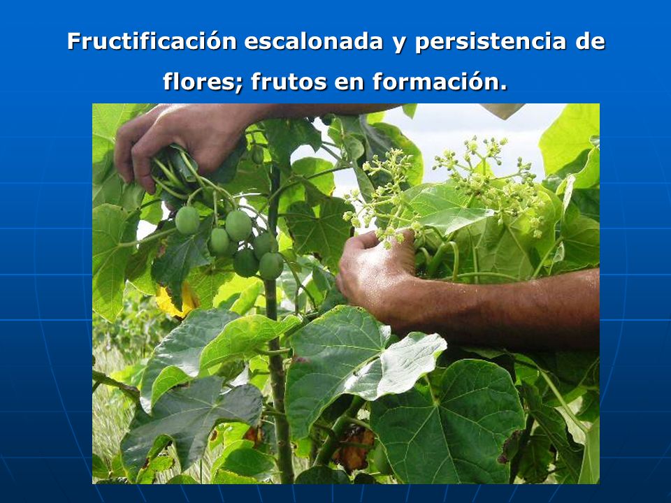 Fructificación escalonada y persistencia de flores; frutos en formación.