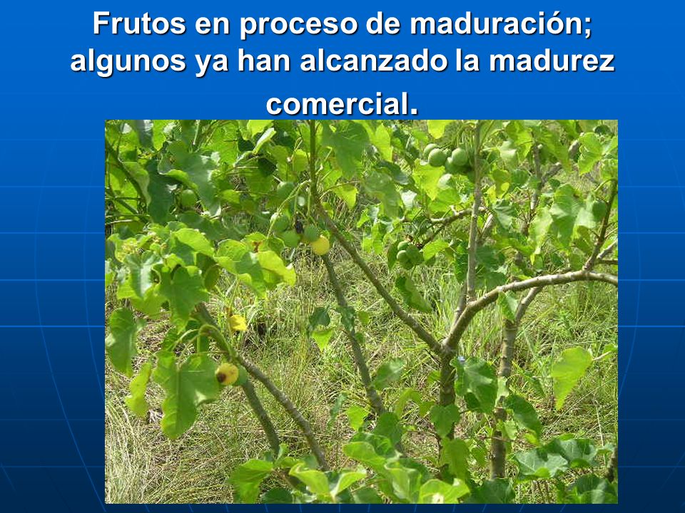 Frutos en proceso de maduración; algunos ya han alcanzado la madurez comercial.