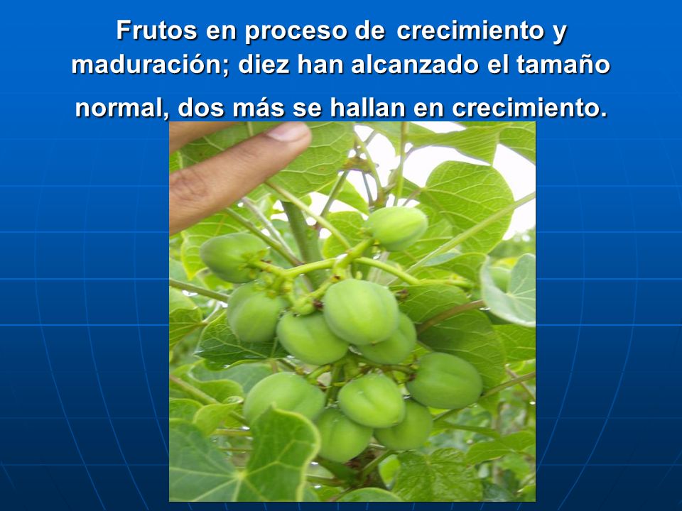 Frutos en proceso de crecimiento y maduración; diez han alcanzado el tamaño normal, dos más se hallan en crecimiento.
