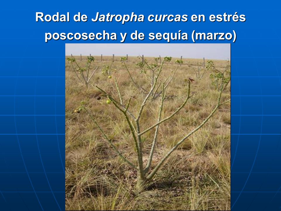Rodal de Jatropha curcas en estrés poscosecha y de sequía (marzo)