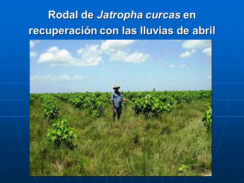Rodal de Jatropha curcas en recuperación con las lluvias de abril