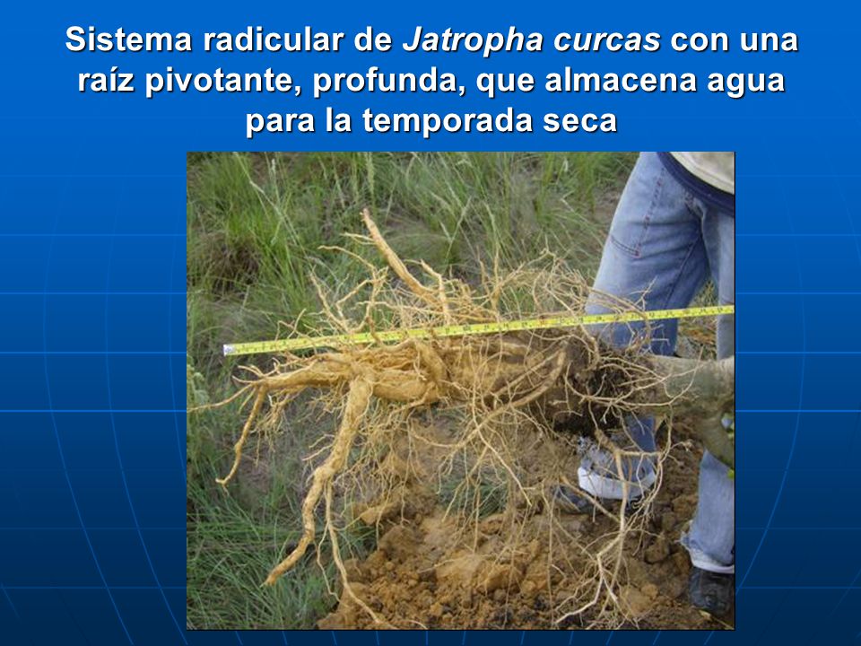 Sistema radicular de Jatropha curcas con una raíz pivotante, profunda, que almacena agua para la temporada seca