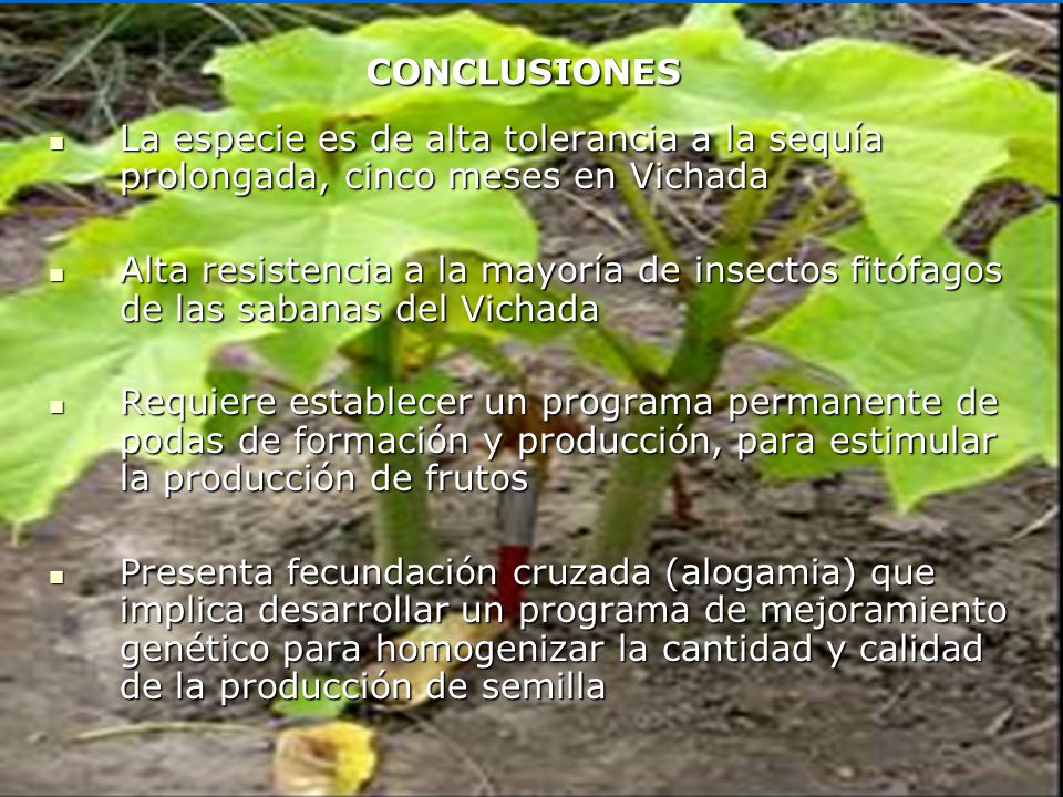 CONCLUSIONES La especie es de alta tolerancia a la sequía prolongada, cinco meses en Vichada.