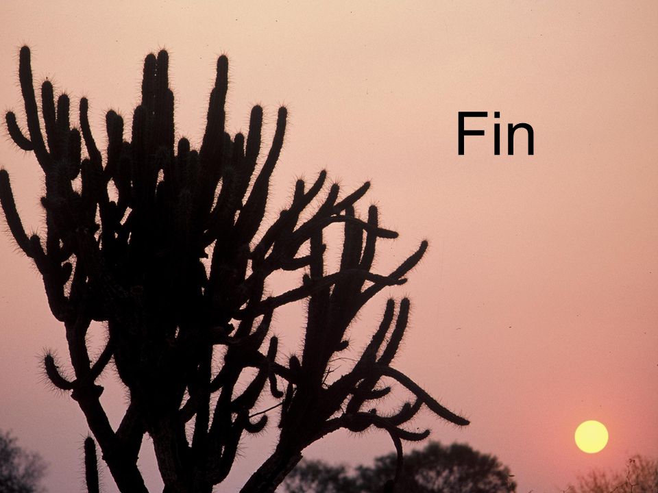 Fin