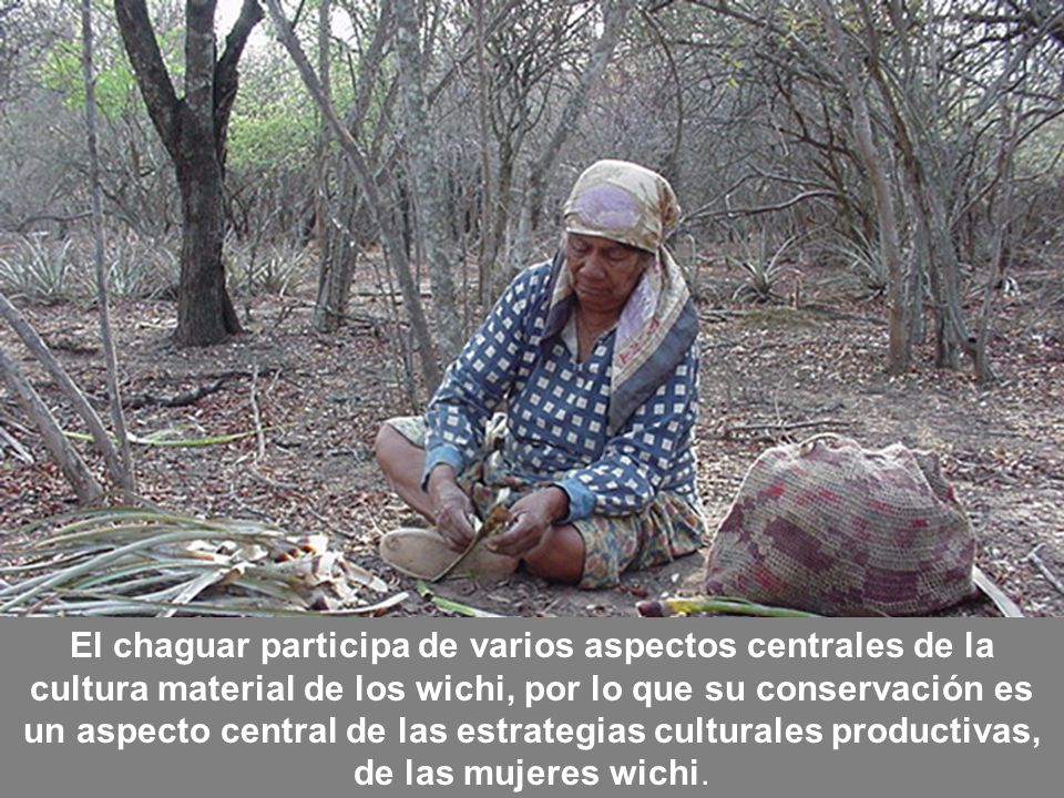 El chaguar participa de varios aspectos centrales de la cultura material de los wichi, por lo que su conservación es un aspecto central de las estrategias culturales productivas, de las mujeres wichi.