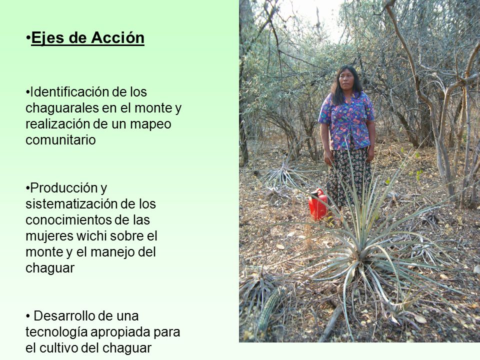 Ejes de Acción Identificación de los chaguarales en el monte y realización de un mapeo comunitario.